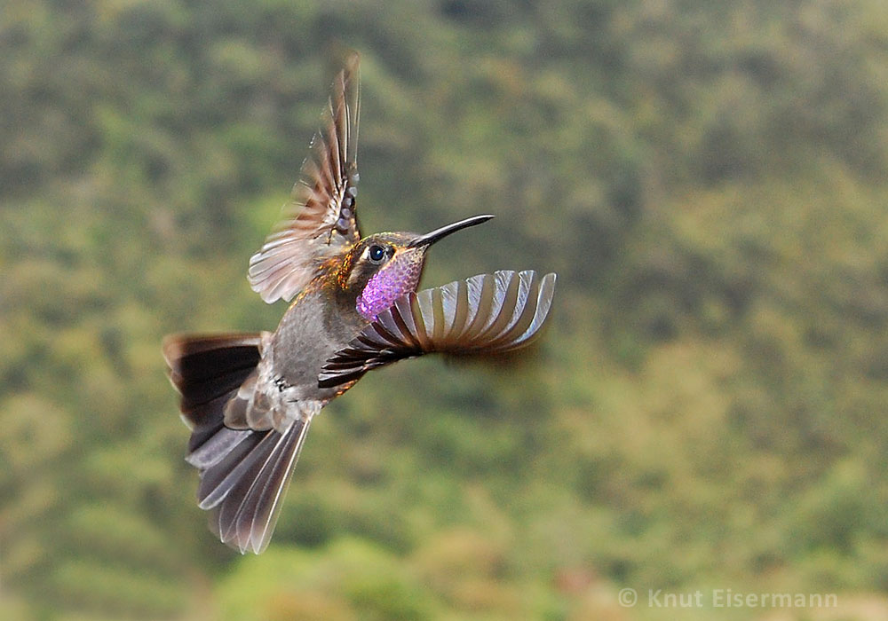 Amethyst-throated Hummingbird by Knut Eisermann