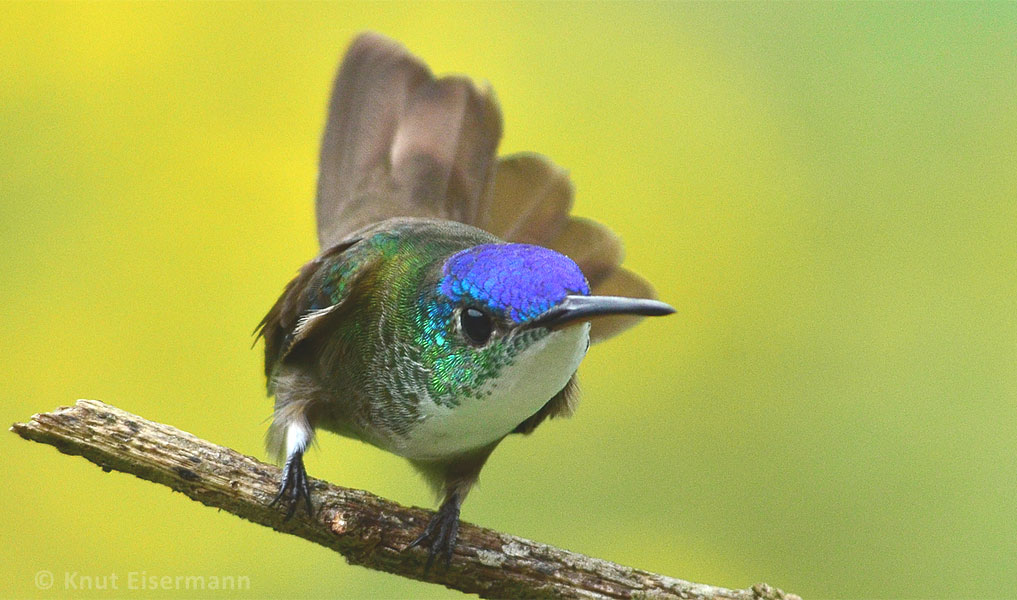 Azure-crowned Hummingbird by Knut Eisermann