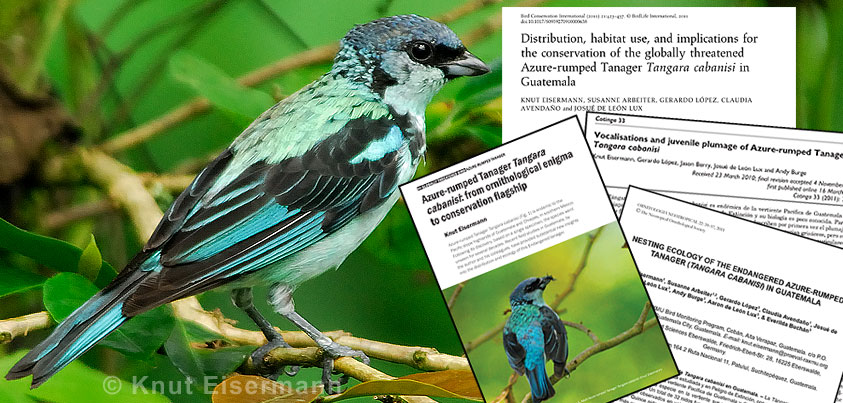 Azure-rumped Tanager in Guatemala