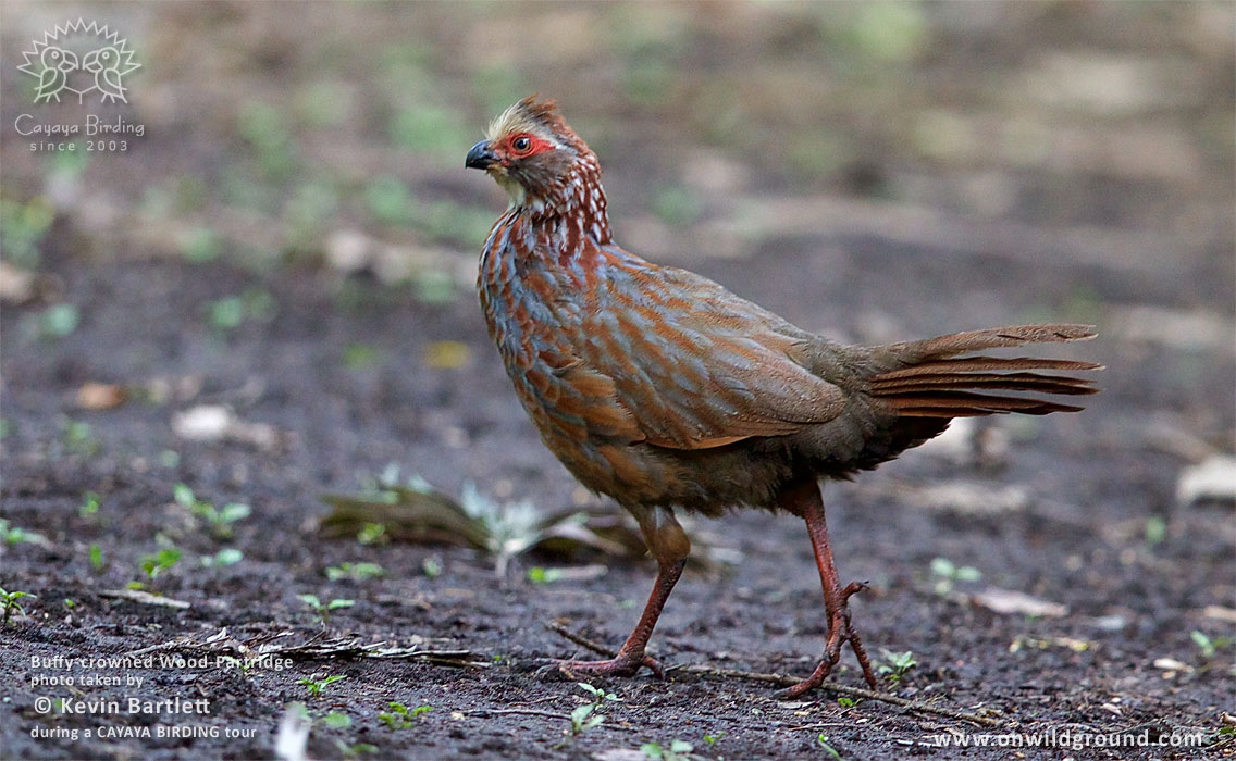 Buffy-crowned Wood-Partridge, by Kevin Bartlett