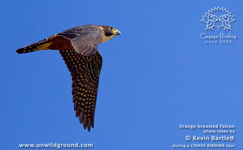 Orange-breasted Falcon, by Kevin Bartlett, during a CAYAYA BIRDING tour.