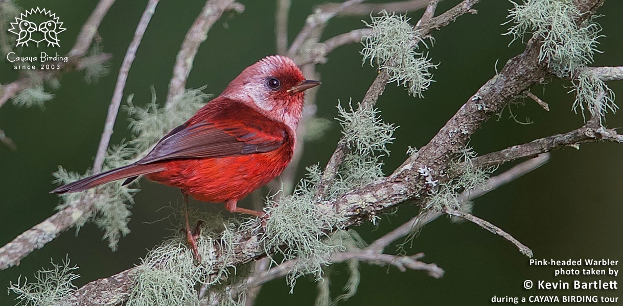 Pink-headed Warbler, by Kevin Bartlett.