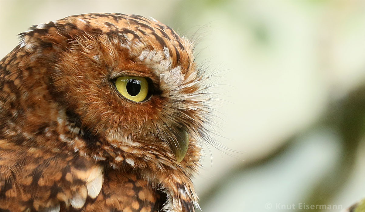 Bearded Screech-Owl by Knut Eisermann
