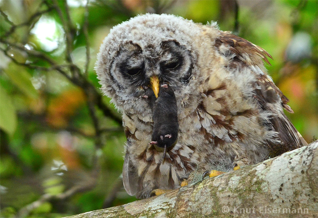 Fulvous Owl by Knut Eisermann