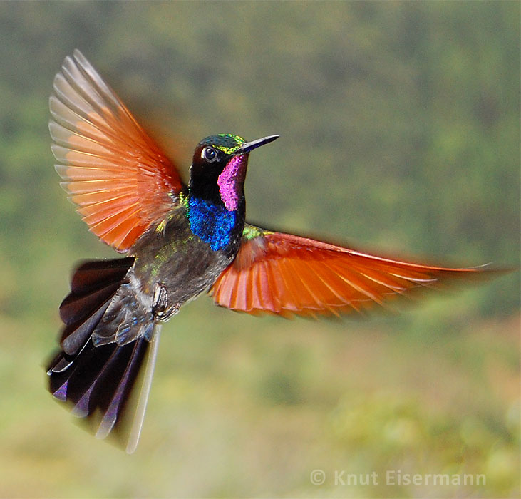 Garnet-throated Hummingbird by Knut Eisermann