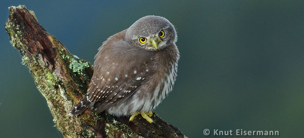 Guatemalan Pygmy-Owl by Knut Eisermann