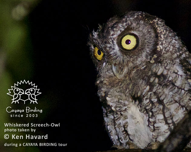 Whiskered Screech-Owl, by Ken Havard