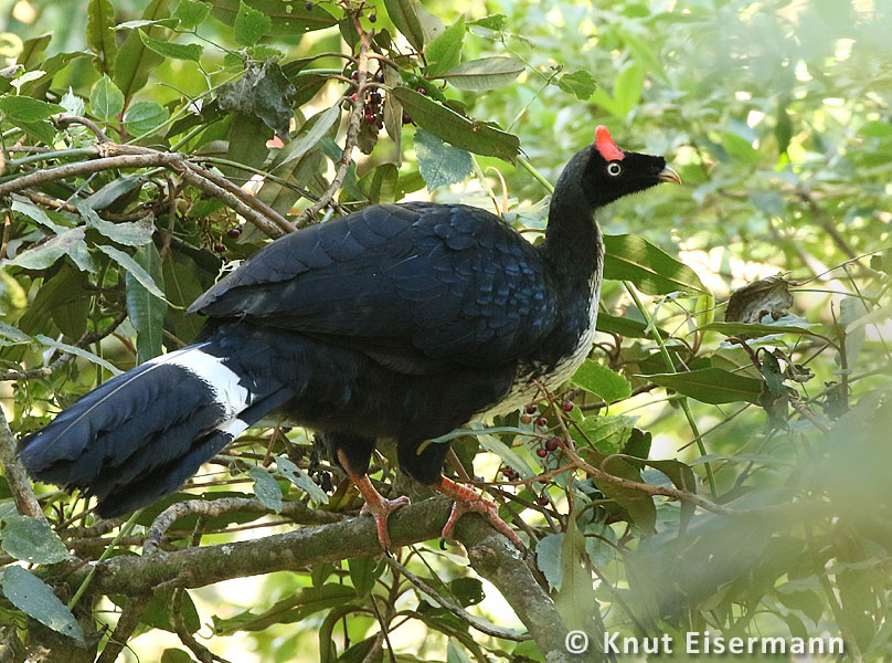 research on Horned Guan