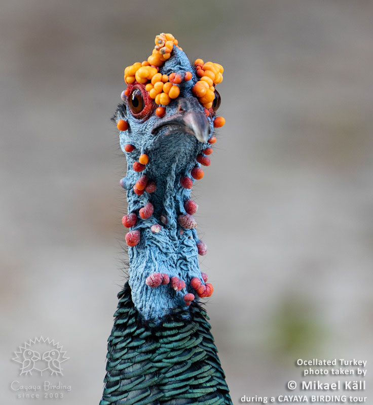 Ocellated Turkey, by Mikael Käll