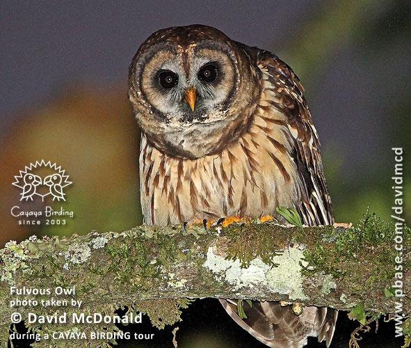 Fulvous Owl, by David McDonald
