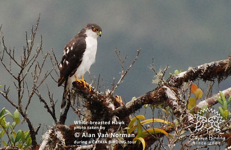 White-breasted Hawk, by Alan Van Norman.