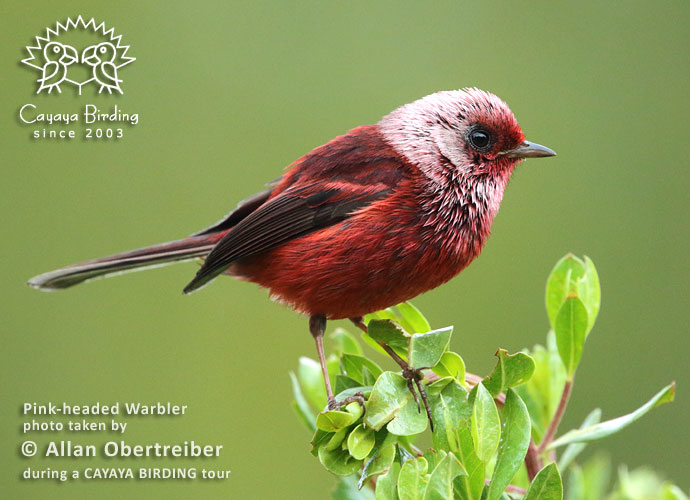 Pink-headed Warbler, by Allan Obertreiber
