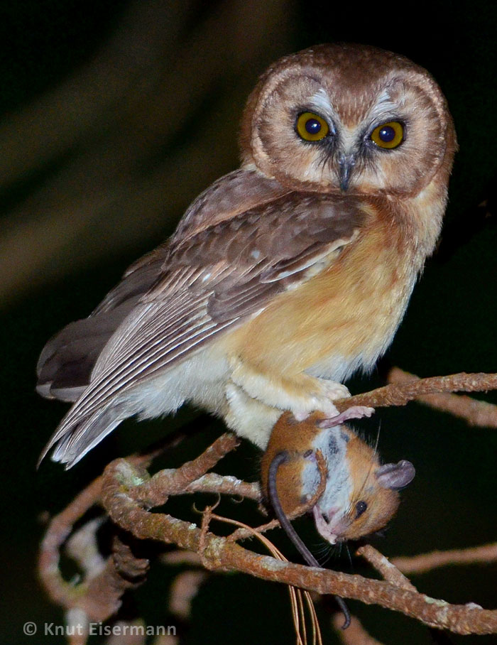 Unspotted Saw-whet Owl by Knut Eisermann