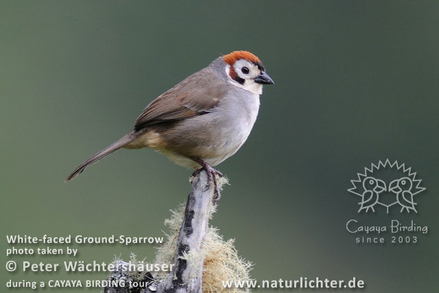 White-faced Ground-Sparrow, by Peter Wächtershäuser.