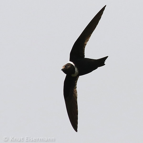 White-collared Swift by Knut Eisermann