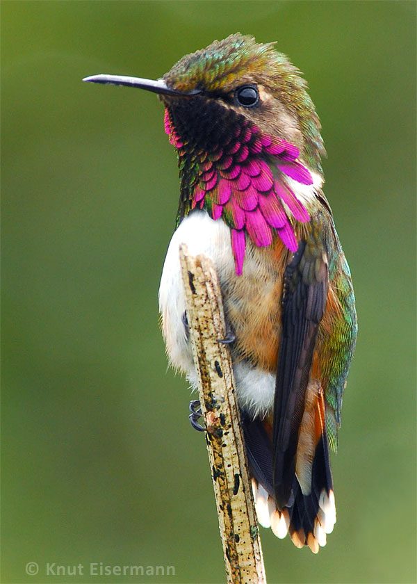 Wine-throated Hummingbird by Knut Eisermann
