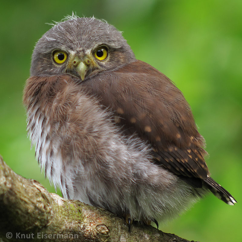 Juvenile Guatemalan Pygmy-Owl by Knut Eisermann